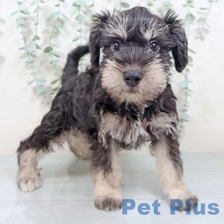 大阪府のミニチュアシュナウザー (ペットプラス イオン大日店/2025年9月24日生まれ/男の子/ブラックシルバー)の子犬