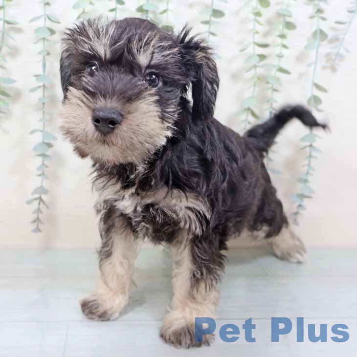 大阪府のミニチュアシュナウザー (ペットプラス イオン大日店/2025年9月24日生まれ/男の子/ブラックシルバー)の子犬の2枚目の画像