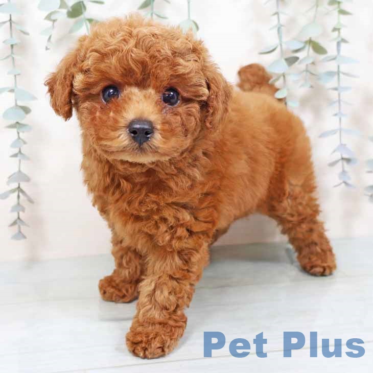 トイ・プードル