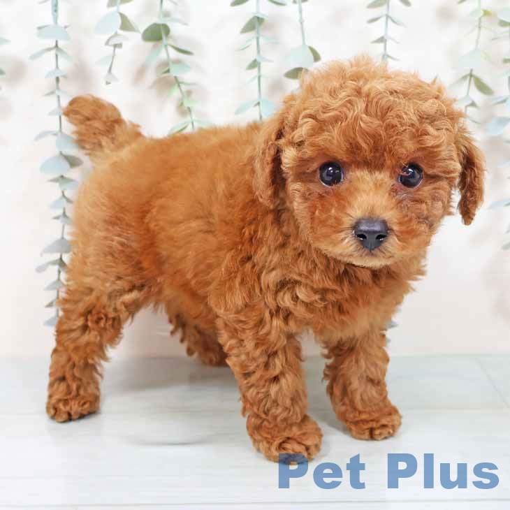 トイ・プードル