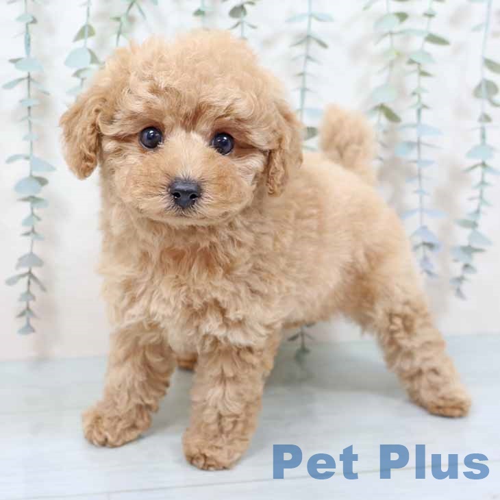 奈良県のトイプードル(トイ) (ペットプラス 大和郡山店/2025年9月29日生まれ/女の子/シャンパン)の子犬の1枚目の画像