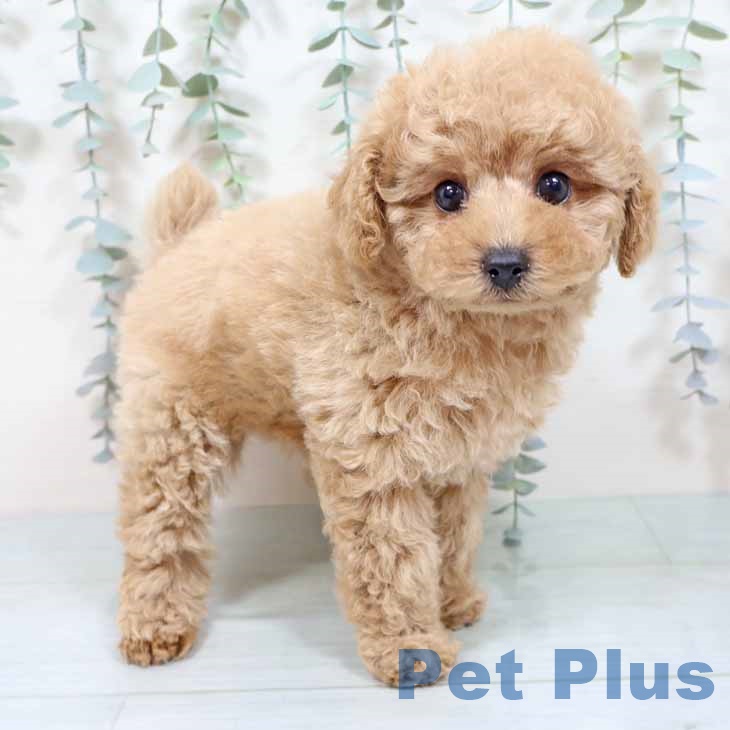 奈良県のトイプードル(トイ) (ペットプラス 大和郡山店/2025年9月29日生まれ/女の子/シャンパン)の子犬の2枚目の画像