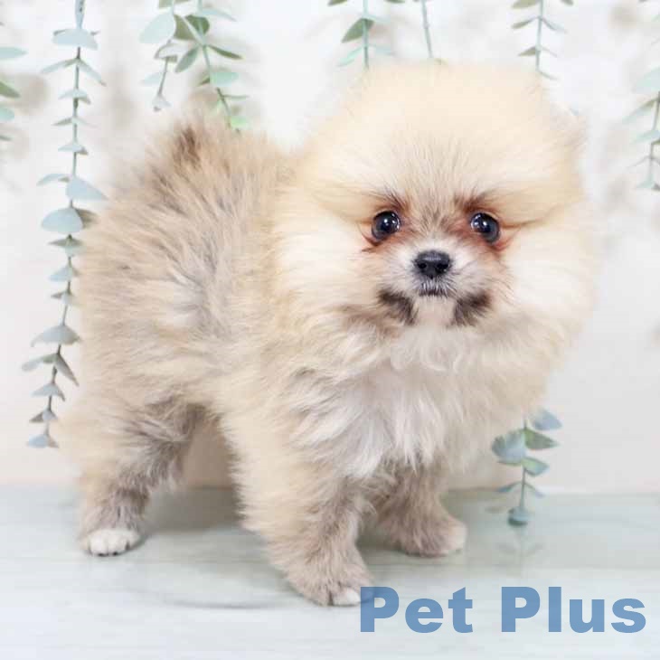 京都府のポメラニアン (ペットプラス 京都桂川店/2025年9月27日生まれ/女の子/クリームセーブル)の子犬の1枚目の画像