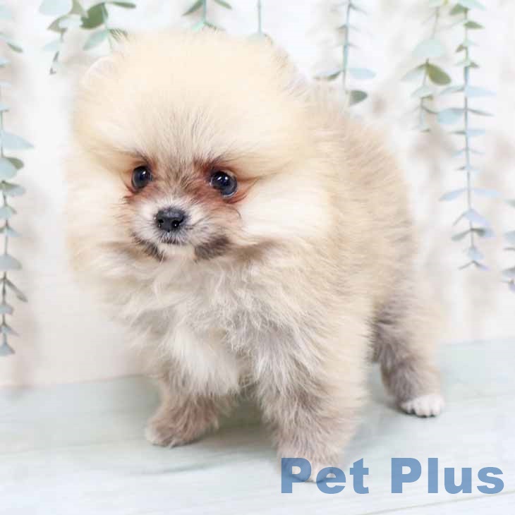 京都府のポメラニアン (ペットプラス 京都桂川店/2025年9月27日生まれ/女の子/クリームセーブル)の子犬の2枚目の画像