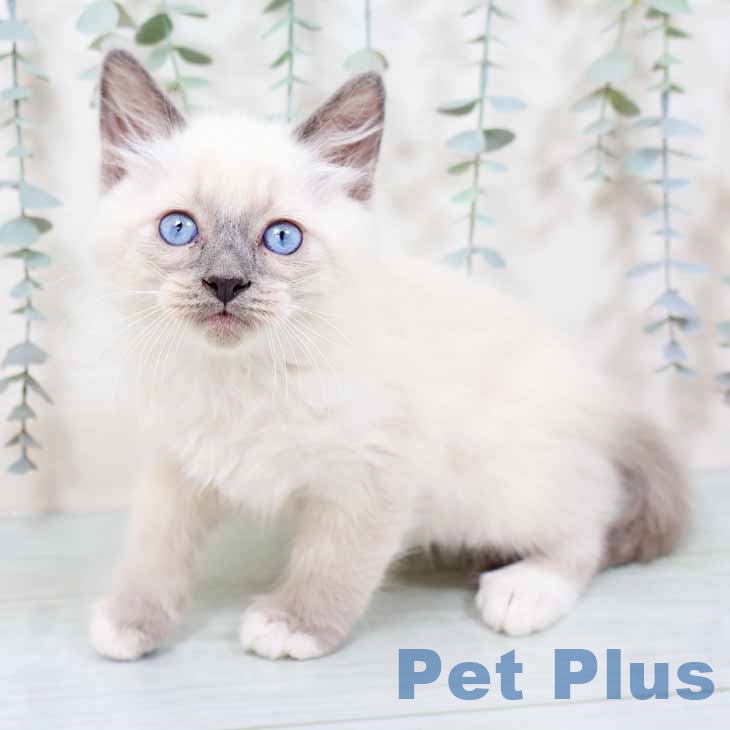 福岡県のラグドール (ペットプラス 春日店/2025年9月29日生まれ/男の子/ブルーポイントミテッド)の子猫の1枚目の画像