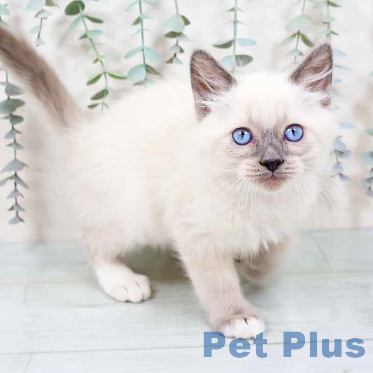 福岡県のラグドール (ペットプラス 春日店/2025年9月29日生まれ/男の子/ブルーポイントミテッド)の子猫の2枚目の画像