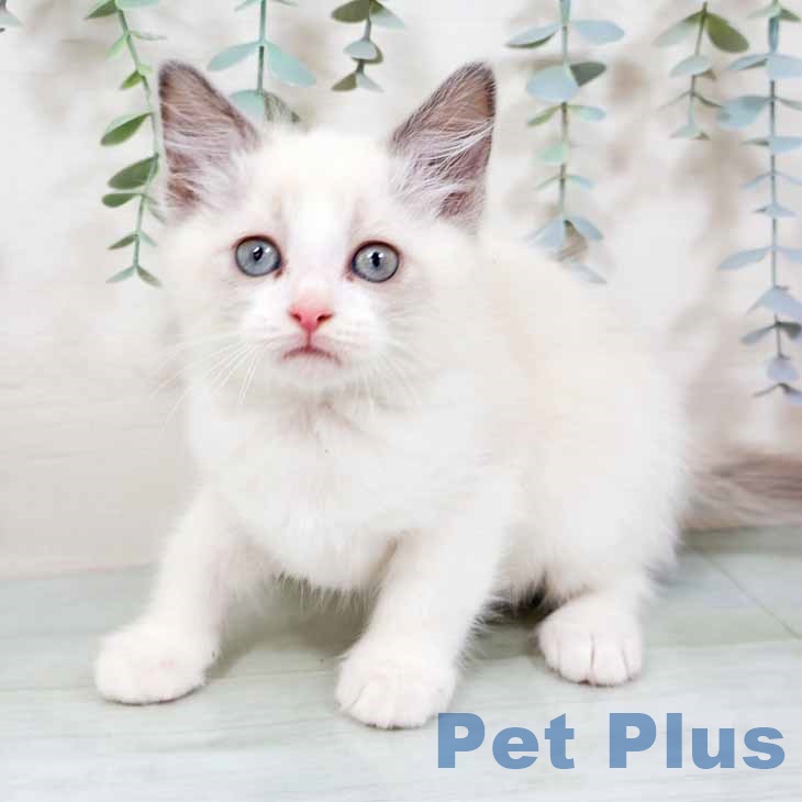 福岡県のラグドール (ペットプラス 黒崎店/2025年9月29日生まれ/男の子/ブルーポイントバイカラー)の子猫