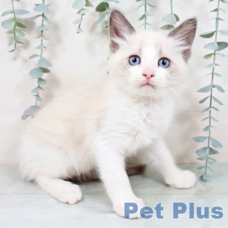 鹿児島県のラグドール (ペットプラス 姶良店/2025年9月29日生まれ/男の子/ブルーポイントバイカラー)の子猫の2枚目の画像