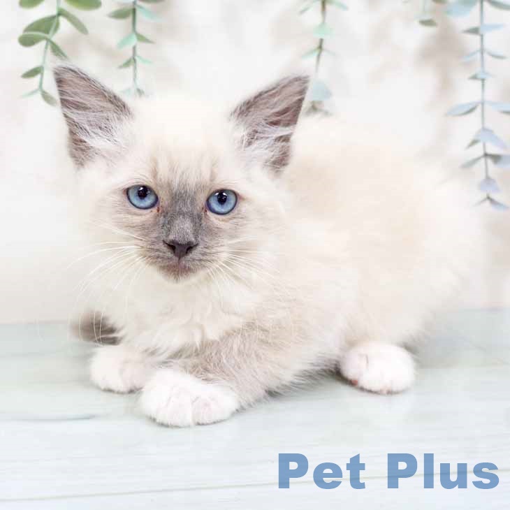 京都府のラグドール (ペットプラス イオンモールKYOTO店/2025年9月29日生まれ/女の子/ブルーポイントミテッド)の子猫の2枚目の画像