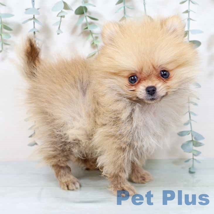 茨城県のポメラニアン (ペットプラス つくば店/2025年9月20日生まれ/女の子/オレンジ)の子犬の1枚目の画像