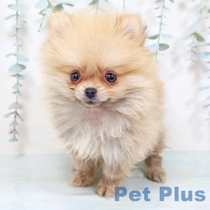 茨城県のポメラニアン (ペットプラス つくば店/2025年9月20日生まれ/女の子/オレンジ)の子犬の2枚目の画像