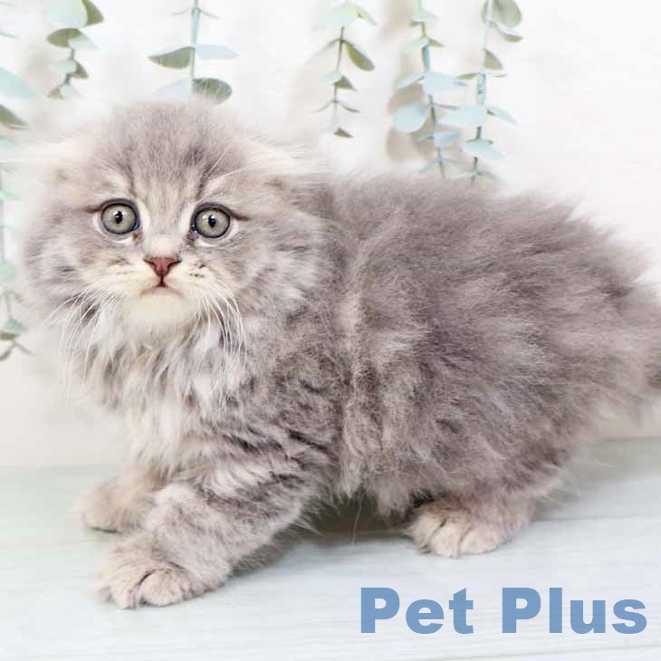 兵庫県のスコティッシュフォールド (ペットプラス 神戸三宮店/2025年9月20日生まれ/男の子/ブルータビー)の子猫の2枚目の画像