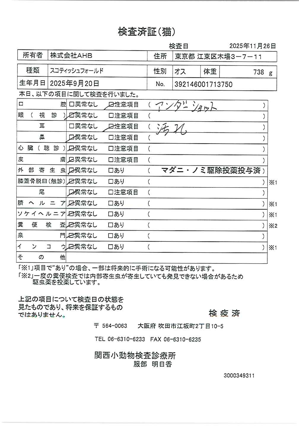 スコティッシュフォールド