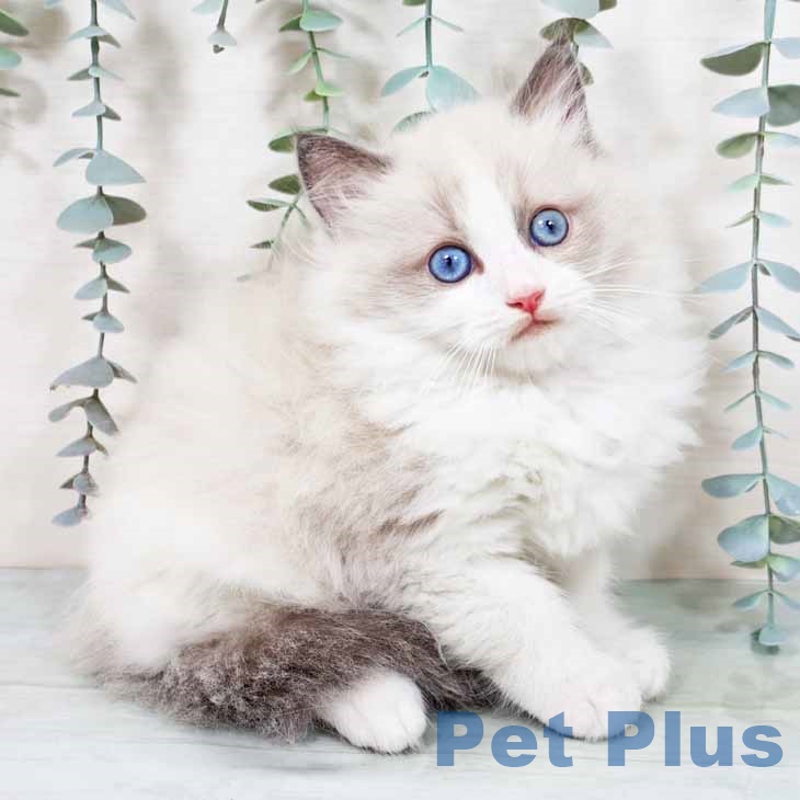 宮崎県のラグドール (ペットプラス 宮崎店/2025年9月28日生まれ/男の子/ブルーポイントバイカラー)の子猫の1枚目の画像