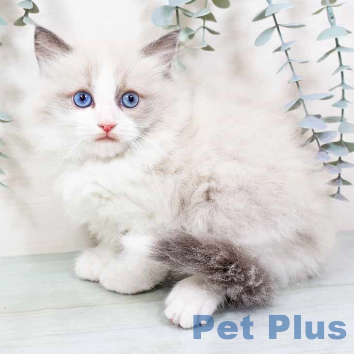 宮崎県のラグドール (ペットプラス 宮崎店/2025年9月28日生まれ/男の子/ブルーポイントバイカラー)の子猫の2枚目の画像