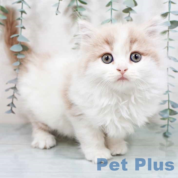 大阪府のスコティッシュフォールド (ペットプラス 鶴見店/2025年9月28日生まれ/女の子/クリームタビーホワイト)の子猫の1枚目の画像