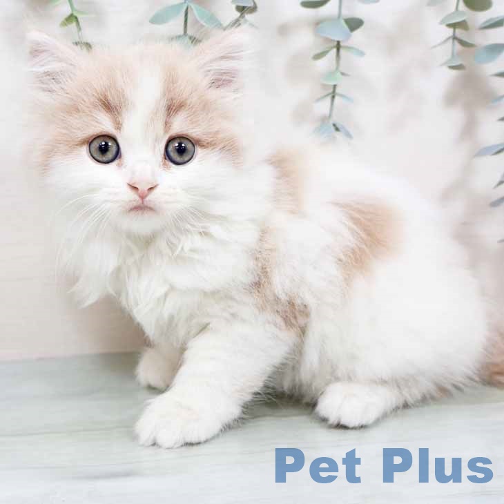 大阪府のスコティッシュフォールド (ペットプラス 鶴見店/2025年9月28日生まれ/女の子/クリームタビーホワイト)の子猫の2枚目の画像