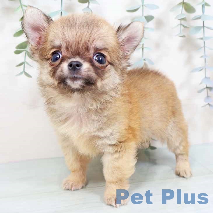 京都府のチワワ(ロング) (ペットプラス 京都桂川店/2025年9月20日生まれ/男の子/フォーン)の子犬