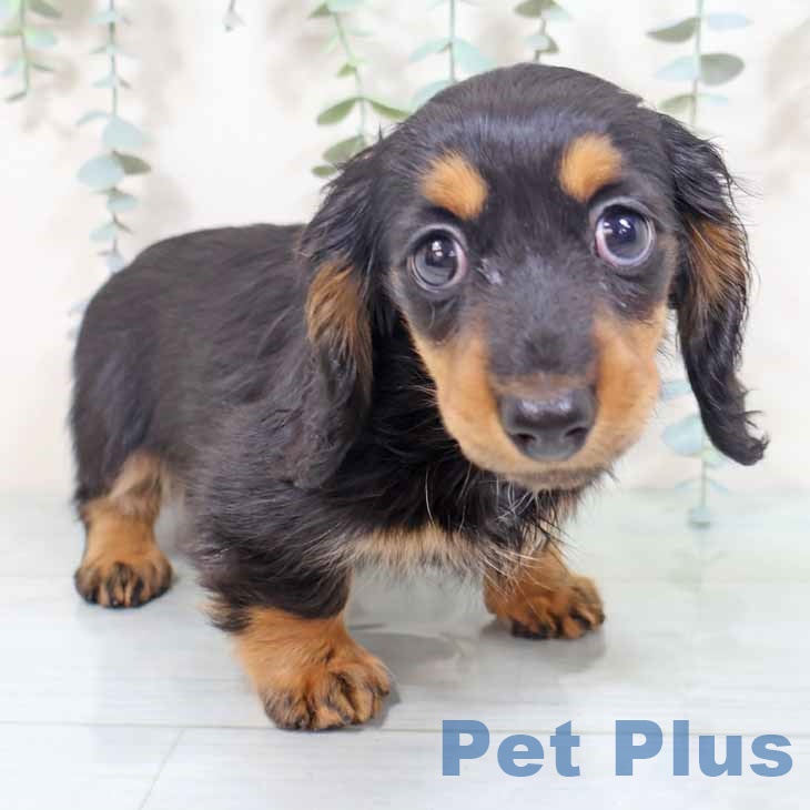 ミニチュア・ダックスフンド