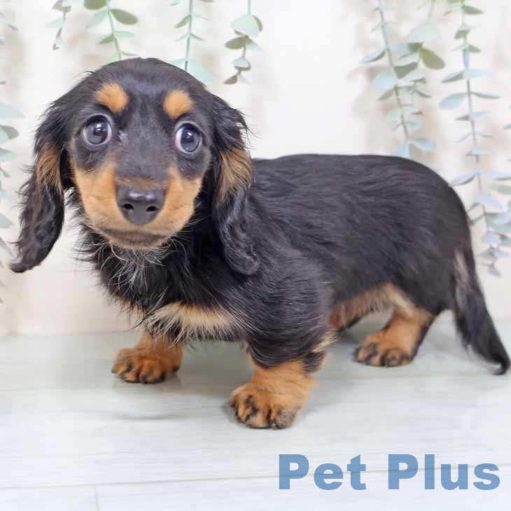 ミニチュア・ダックスフンド