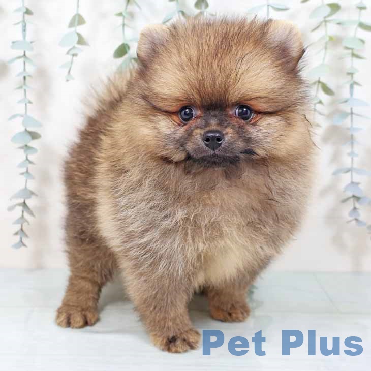 茨城県のポメラニアン (ペッツワン 古河店/2025年9月29日生まれ/女の子/オレンジセーブル)の子犬の1枚目の画像