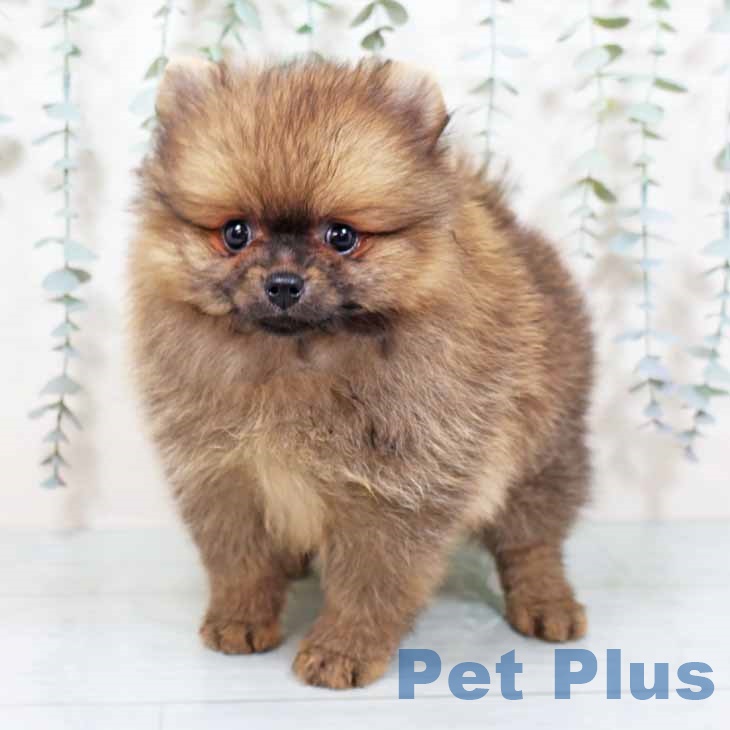 茨城県のポメラニアン (ペッツワン 古河店/2025年9月29日生まれ/女の子/オレンジセーブル)の子犬の2枚目の画像