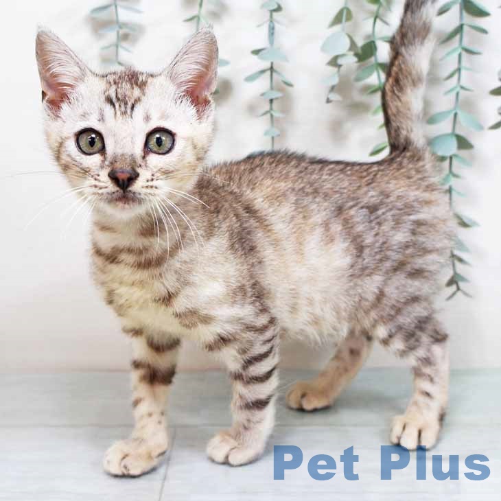 京都府のマンチカン (ペットプラス 京都桂川店/2025年9月15日生まれ/女の子/シルバーパッチドタビー)の子猫の1枚目の画像