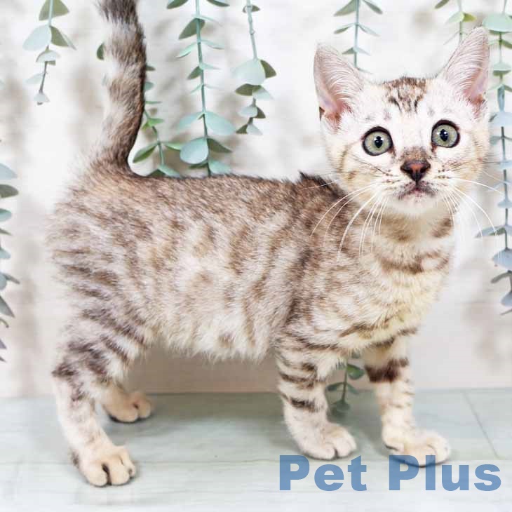 京都府のマンチカン (ペットプラス 京都桂川店/2025年9月15日生まれ/女の子/シルバーパッチドタビー)の子猫の2枚目の画像