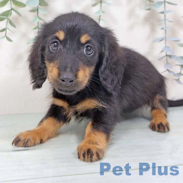 大阪府のカニンヘンダックスフンド(ロング) (ペットプラス ららぽーと和泉店/2025年9月28日生まれ/女の子/ブラックタン)の子犬の1枚目の画像