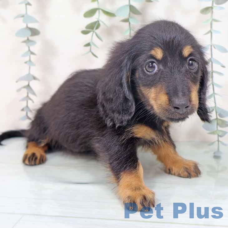 大阪府のカニンヘンダックスフンド(ロング) (ペットプラス ららぽーと和泉店/2025年9月28日生まれ/女の子/ブラックタン)の子犬の2枚目の画像