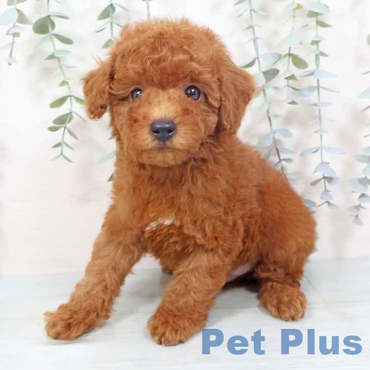 大阪府のトイプードル(トイ) (ペットプラス ららぽーと和泉店/2025年9月28日生まれ/男の子/レッド)の子犬の1枚目の画像