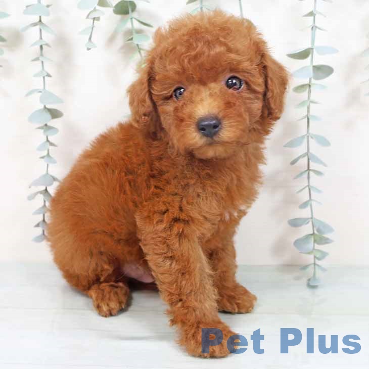 大阪府のトイプードル(トイ) (ペットプラス ららぽーと和泉店/2025年9月28日生まれ/男の子/レッド)の子犬の2枚目の画像