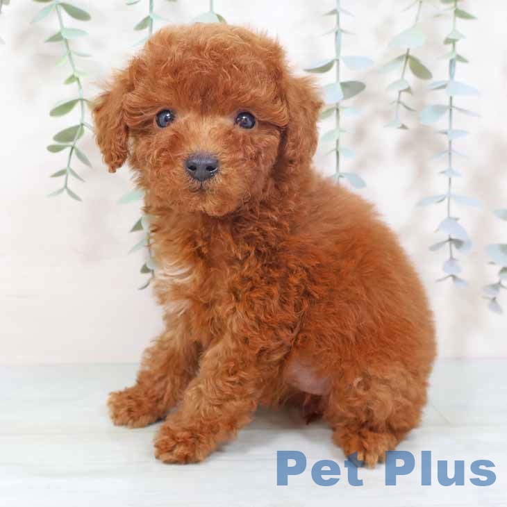 トイ・プードルの写真2