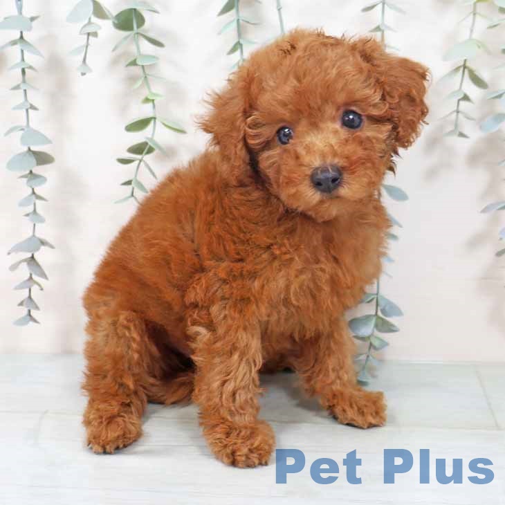 トイ・プードル