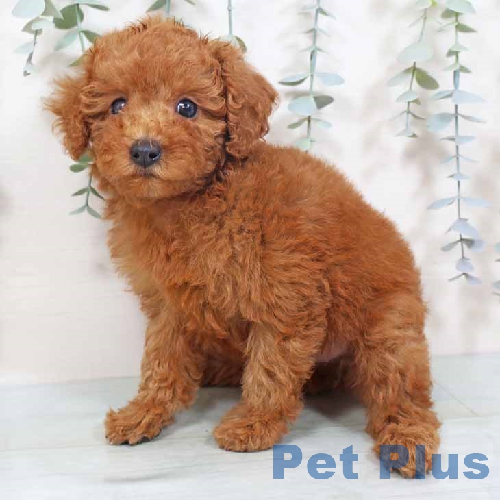 トイ・プードル