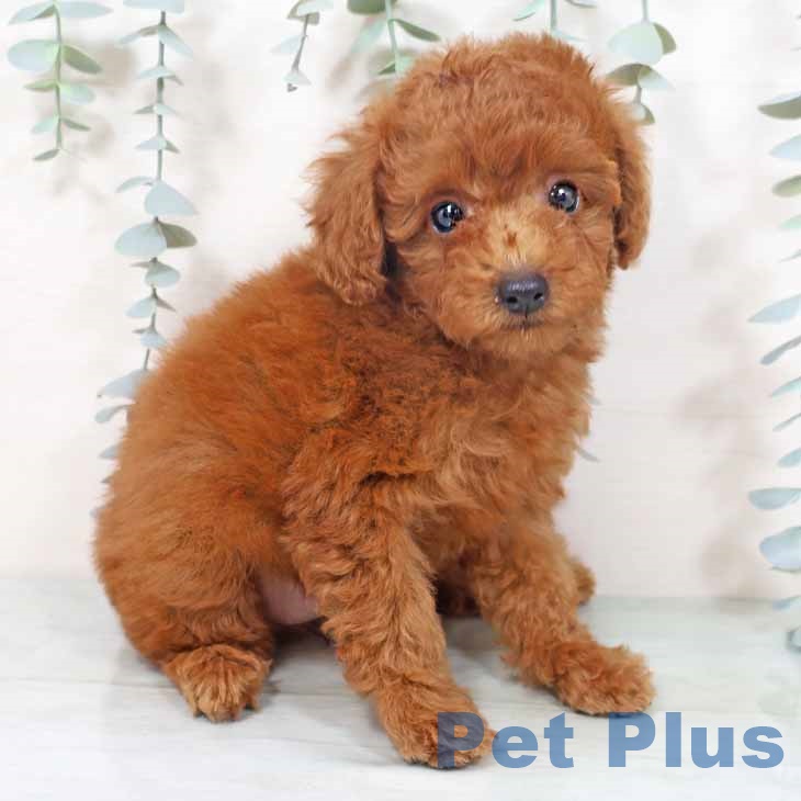 トイ・プードル