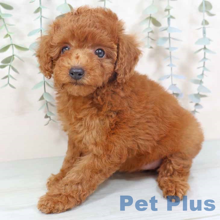 トイ・プードルの写真2