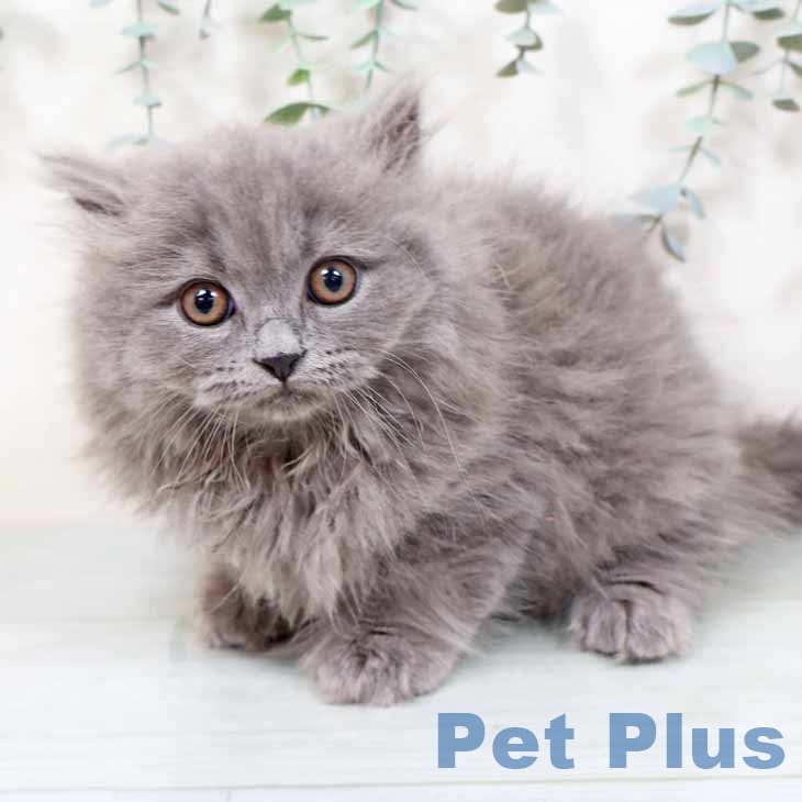 京都府のブリティッシュロングヘアー (ペットプラス イオンモールKYOTO店/2025年9月23日生まれ/男の子/ブルー)の子猫の1枚目の画像