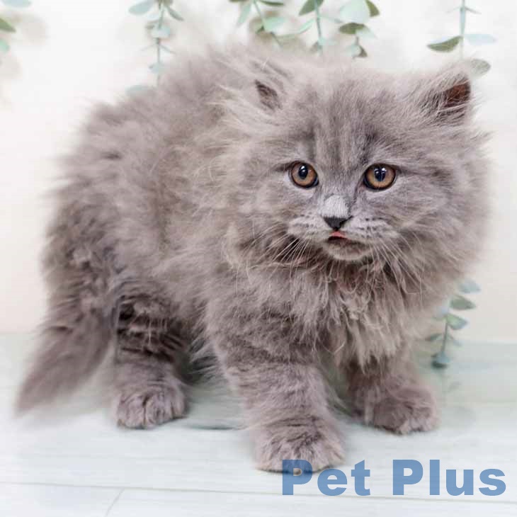 京都府のブリティッシュロングヘアー (ペットプラス イオンモールKYOTO店/2025年9月23日生まれ/男の子/ブルー)の子猫の2枚目の画像