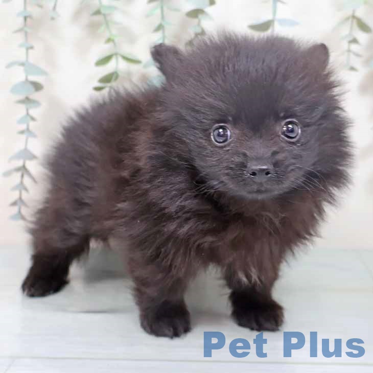 ポメラニアンの写真2