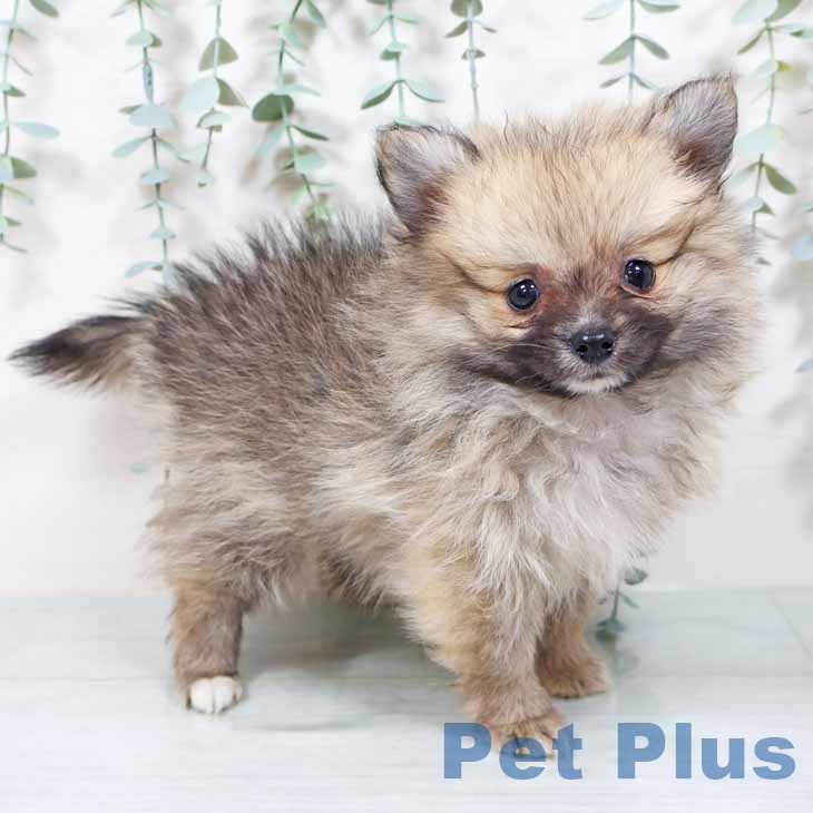 東京都のポメラニアン (ペットプラス 板橋店/2025年9月27日生まれ/女の子/ウルフセーブル)の子犬の1枚目の画像