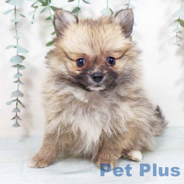 東京都のポメラニアン (ペットプラス 板橋店/2025年9月27日生まれ/女の子/ウルフセーブル)の子犬の2枚目の画像