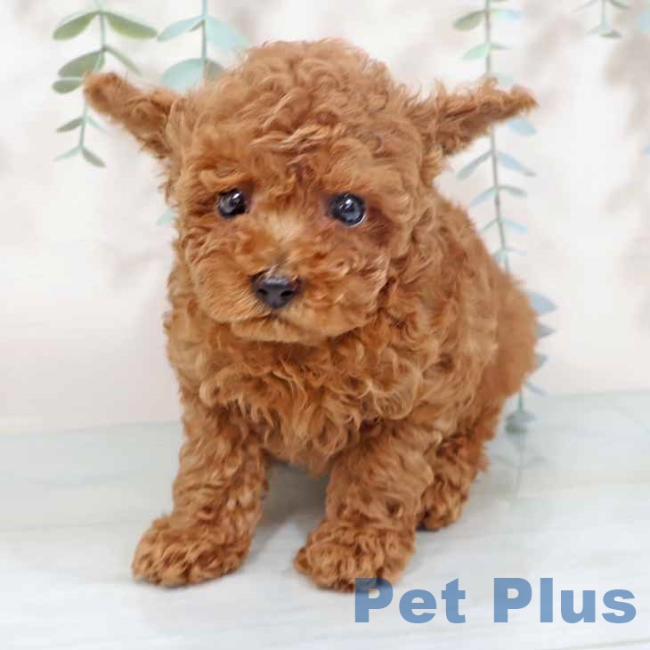 大阪府のトイプードル(トイ) (ペットプラス イオン大日店/2025年9月28日生まれ/男の子/レッド)の子犬