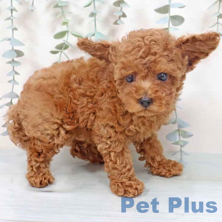 大阪府のトイプードル(トイ) (ペットプラス イオン大日店/2025年9月28日生まれ/男の子/レッド)の子犬の2枚目の画像