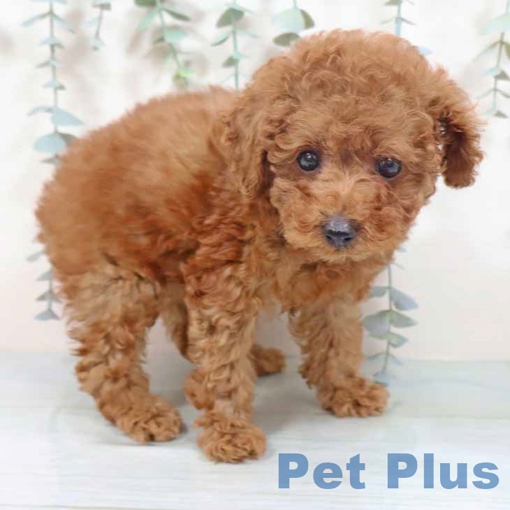 トイ・プードル