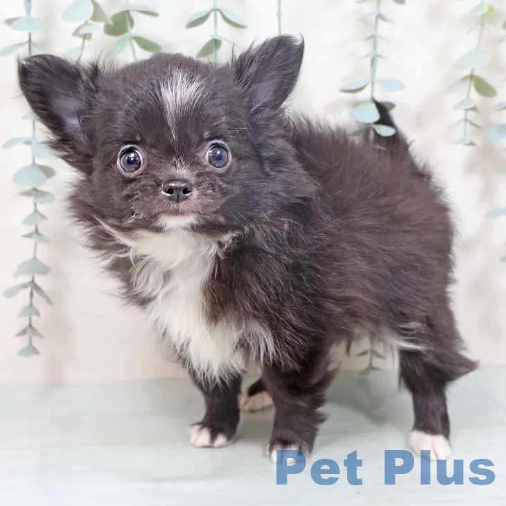 大阪府のチワワ(ロング) (ペットプラス 堺北花田店/2025年9月27日生まれ/男の子/ブラックホワイト)の子犬の1枚目の画像