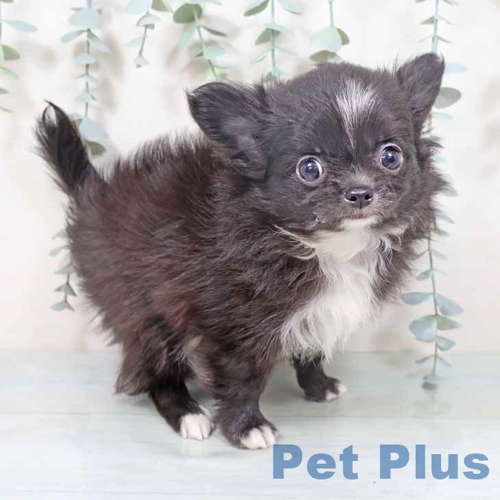 大阪府のチワワ(ロング) (ペットプラス 堺北花田店/2025年9月27日生まれ/男の子/ブラックホワイト)の子犬の2枚目の画像