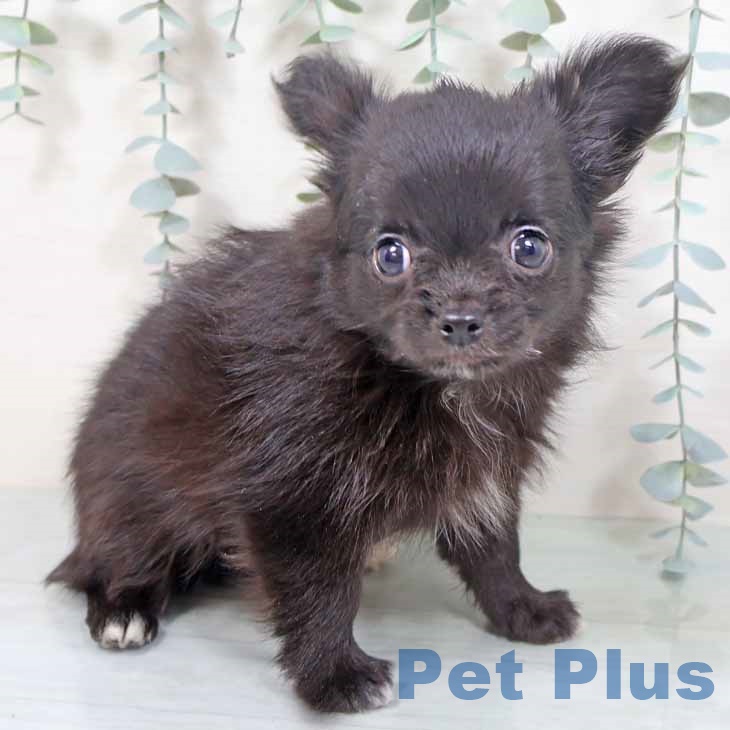 大阪府のチワワ(ロング) (ペットプラス りんくう泉南店/2025年9月27日生まれ/女の子/ブラック)の子犬の1枚目の画像