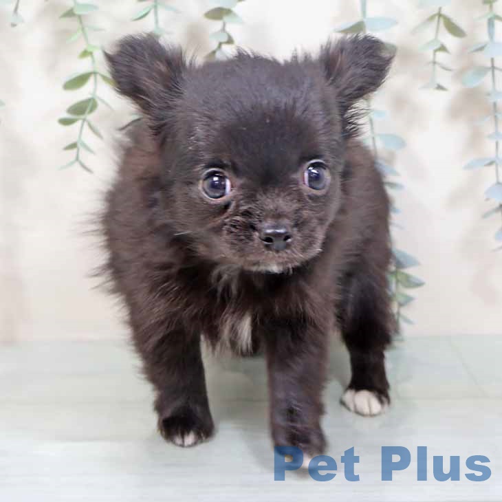 大阪府のチワワ(ロング) (ペットプラス りんくう泉南店/2025年9月27日生まれ/女の子/ブラック)の子犬の2枚目の画像