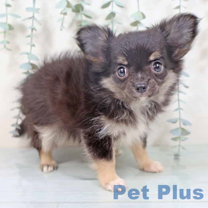 奈良県のチワワ(ロング) (ペットプラス 大和郡山店/2025年9月27日生まれ/女の子/ブラッククリーム)の子犬の1枚目の画像